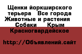 Щенки йоркширского терьера - Все города Животные и растения » Собаки   . Крым,Красногвардейское